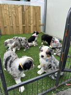 Bordernese pups ( border collie x berner sennen), CDV (hondenziekte), Meerdere, 8 tot 15 weken, Meerdere dieren