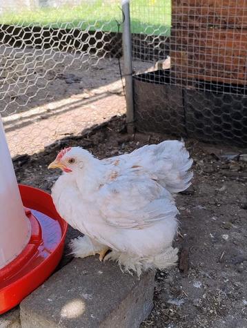 Cochin kriel haantjes, Dieren en Toebehoren, Pluimvee, Mannelijk, Kip