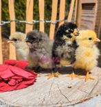 Verwacht kuikens Easter Eggers kleurleggers olijfleggers, Poule ou poulet