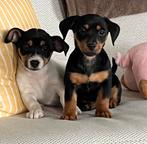 Prachtige Jack Russell pups, Jack Russel Terrier, Plusieurs, Belgique, 8 à 15 semaines