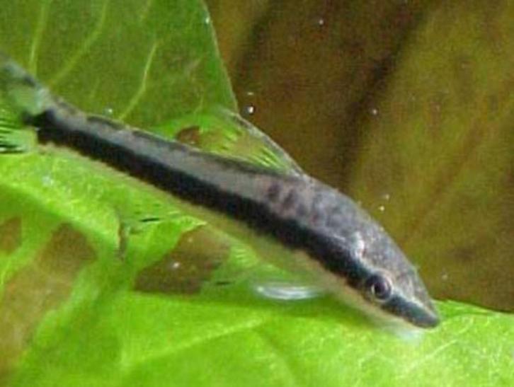 Hobbyaquarium  Otocinclus Arnoldi /effectievendwergalgeneter, Dieren en Toebehoren, Vissen | Aquariumvissen, Zoetwatervis, Vis