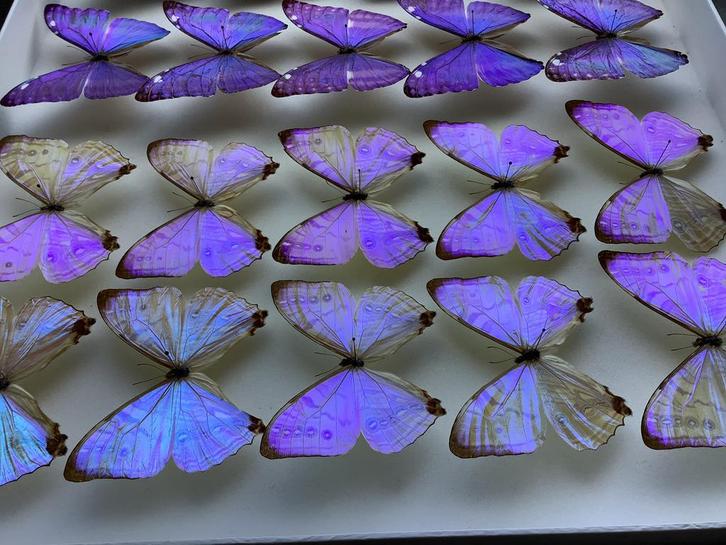 Spectaculaire MORPHO vlinders, Verzamelen, Dierenverzamelingen, Ophalen of Verzenden