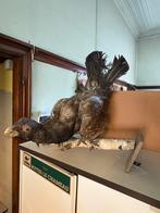 Oiseau empaillé, Collections, Collections Animaux, Enlèvement, Utilisé, Oiseaux, Animal empaillé