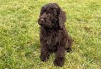 Chiots Mini Labradoodle à vendre, Animaux & Accessoires, Chiens | Retrievers, Épagneuls & Chiens d'eau, Chien (mâle), Autres races