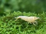 pure white line, Dieren en Toebehoren, Vissen | Aquariumvissen, Kreeft, Krab of Garnaal, Zoetwatervis, Schoolvis