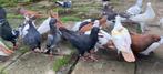 Mooi duiven, Dieren en Toebehoren, Vogels | Duiven