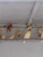 Kanaries en kweekkooien te koop, Dieren en Toebehoren, Vogels | Kanaries