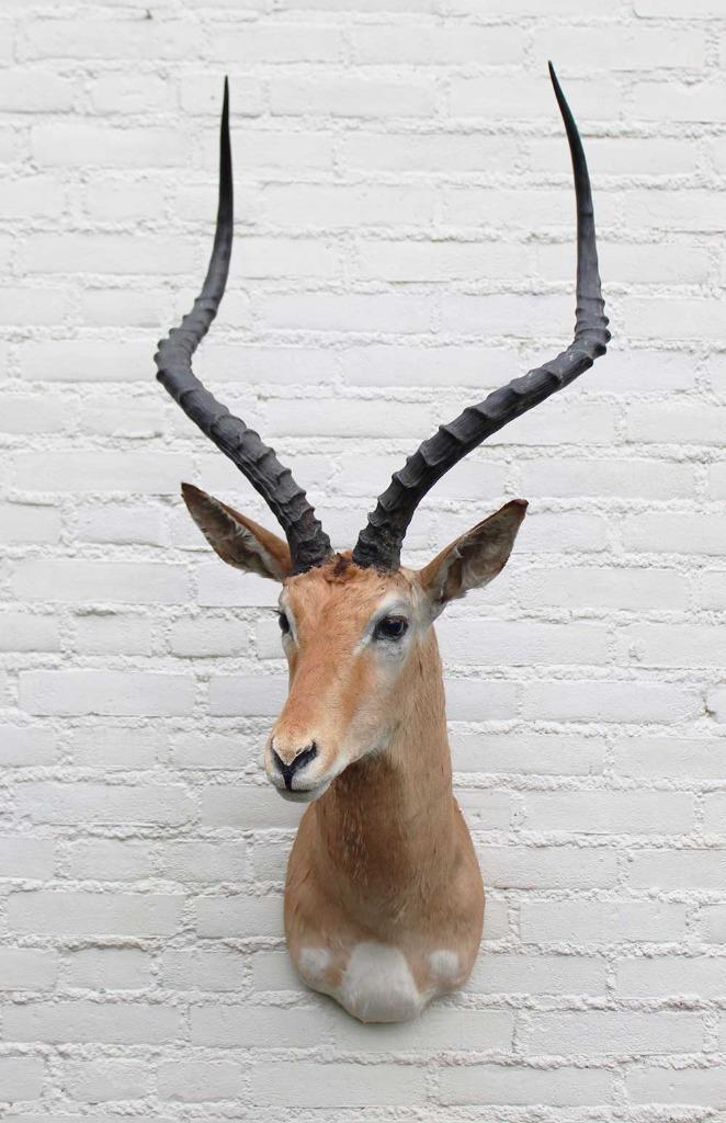 Grote opgezette KOP IMPALA antilope (gewei) - ref. C, Verzamelen, Dierenverzamelingen, Zo goed als nieuw, Opgezet dier, Wild dier