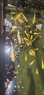 Restes de koi japonais à vendre, Animaux & Accessoires, Poissons | Poissons d'étang, Carpe ou Koï