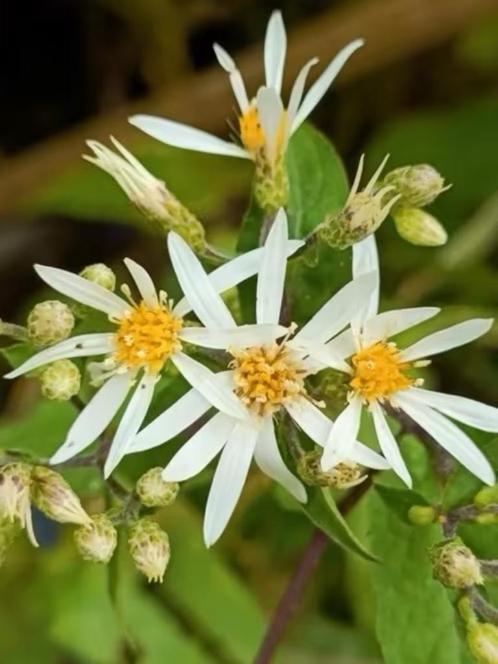 Aster divaricatus/ sneeuwaster, laatste 4 potjes, Jardin & Terrasse, Plantes | Jardin, Plante fixe, Autres espèces, Mi-ombre, Été