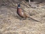 Bosfazant, Dieren en Toebehoren, Pluimvee
