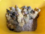 Eendenkuikens Huttegemse loopeend, Meerdere dieren, Eend
