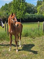 Jaarling merrie COSTELLO TZ X KATO TZ, Dieren en Toebehoren, Pony's, Hengst, B