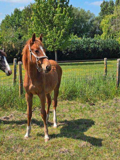 Jaarling merrie COSTELLO TZ X KATO TZ, Dieren en Toebehoren, Pony's, Hengst, B