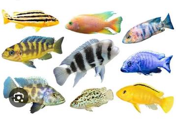 İk zoek malawi frontosa allles vissen aub, Dieren en Toebehoren, Vissen | Aquariumvissen