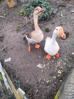 2 mooie ganzen.9maanden oud, Dieren en Toebehoren