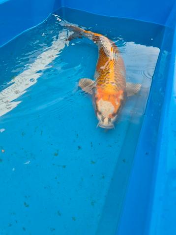 Japanse koi Kirin beschikbaar voor biedingen