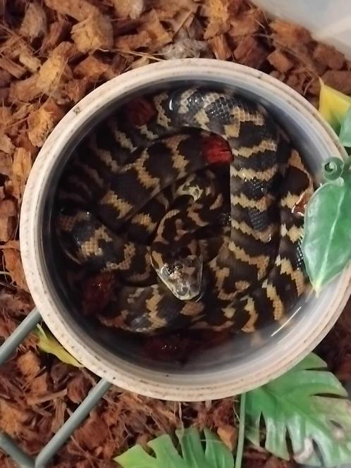 couple Morelia SP Irian Jaya/Harrisoni, Animaux & Accessoires, Reptiles & Amphibiens, Serpent, 0 à 2 ans