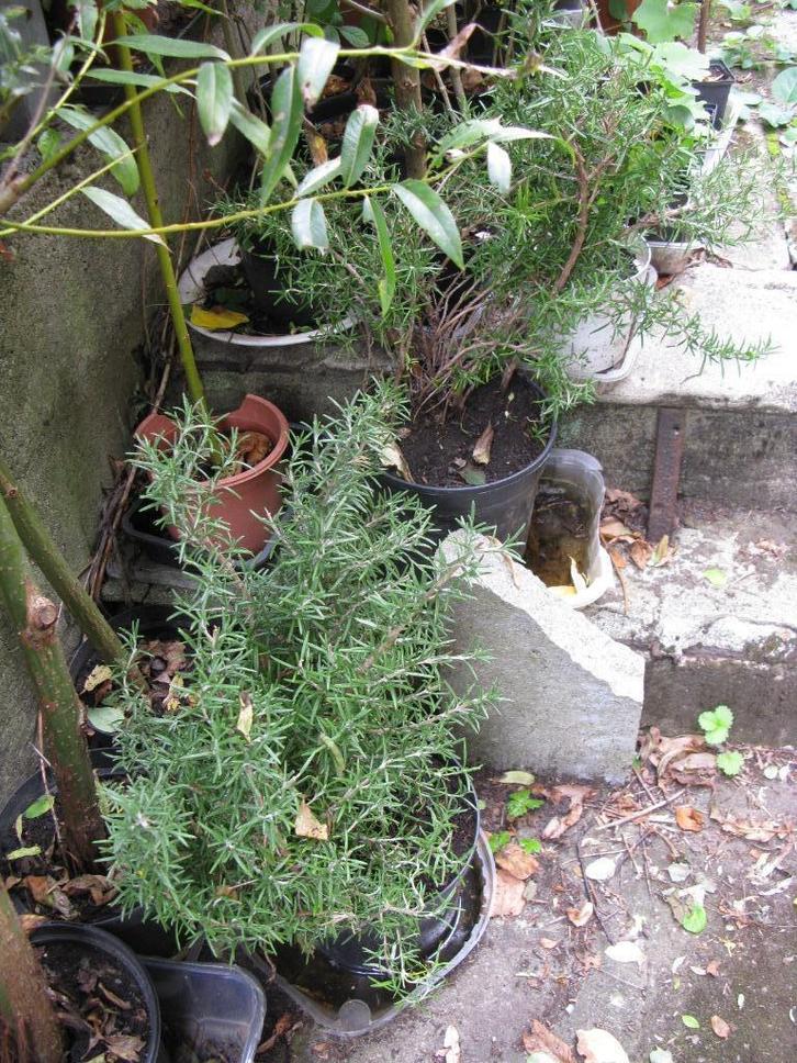 Grosse bouture de romarin, Tuin en Terras, Planten | Struiken en Hagen, Struik, Overige soorten, Minder dan 100 cm, Ophalen