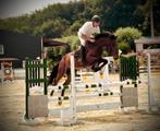 4-jarig springpaard, ruin, Dieren en Toebehoren, Paarden, Springpaard, Gechipt, Ruin, 3 tot 6 jaar