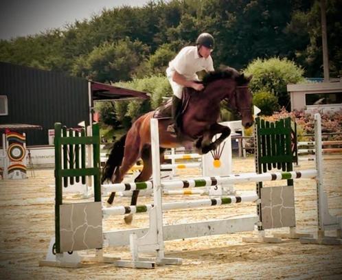 4-jarig springpaard, ruin, Dieren en Toebehoren, Paarden, Ruin, L, 160 tot 165 cm, 3 tot 6 jaar, Springpaard, Met stamboom, Gechipt