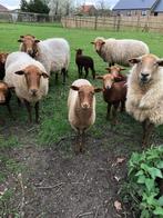 Ardense Voskop schapen te koop (lammeren), Dieren en Toebehoren, Schapen, Geiten en Varkens, Schaap, Meerdere dieren, 0 tot 2 jaar