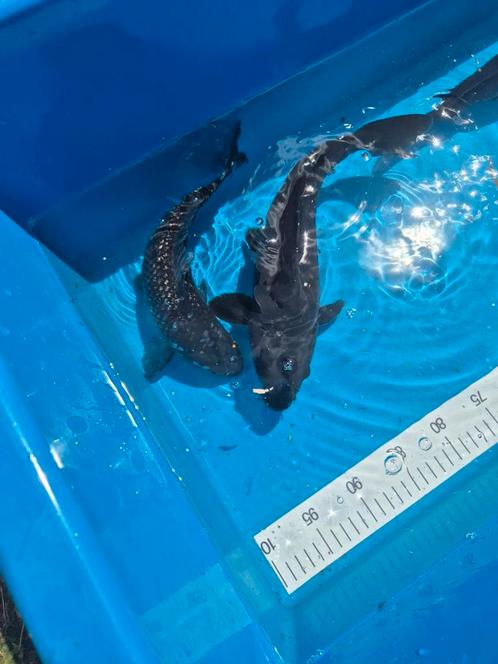 Japanse Koi Ginrin Black Diamond (3 stuks), Dieren en Toebehoren, Vissen | Vijvervissen