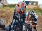 Brahma hanen, kleur porselein, eigen kweek, Dieren en Toebehoren, Mannelijk, Kip