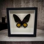 Troides Helena Hephaestus vrai papillon dans le cadre, Collections, Collections Animaux, Insecte, Animal empaillé, Enlèvement ou Envoi