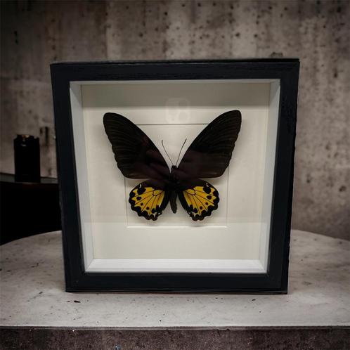 Troides Helena Hephaestus vrai papillon dans le cadre, Collections, Collections Animaux, Neuf, Animal empaillé, Insecte, Enlèvement ou Envoi