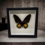 Troides Helena Hephaestus vrai papillon dans le cadre, Insecte, Animal empaillé, Enlèvement ou Envoi, Neuf