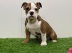 Engelse Bulldog pups, Dieren en Toebehoren, Honden | Bulldogs, Pinschers en Molossers, België, 8 tot 15 weken, CDV (hondenziekte)