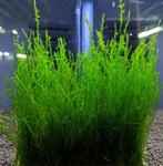 Flaming moss., Enlèvement, Comme neuf