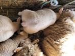 Jong ooike, Mouton, Femelle, 0 à 2 ans