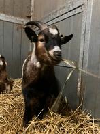 Dwerggeitjes te koop, Dieren en Toebehoren, Mannelijk, Geit, 0 tot 2 jaar