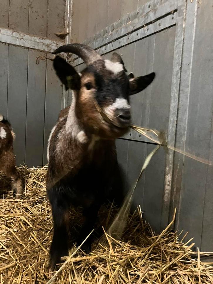 Dwerggeitjes te koop, Dieren en Toebehoren, Schapen, Geiten en Varkens, Geit, Mannelijk, 0 tot 2 jaar