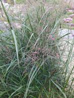 PANICUM fijn siergras GRATIS, Tuin en Terras, Planten | Struiken en Hagen, Ophalen, Overige soorten, Struik, 100 tot 250 cm