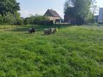Drentse heideschapen, Dieren en Toebehoren, Vrouwelijk