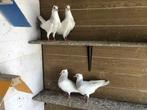 duiven, Dieren en Toebehoren, Vogels | Duiven, Meerdere dieren, Tuimelaar of Roller