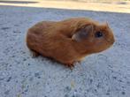 Amerikaans gekruind - Goud Donkeroog, Cavia, Juli, Vrouwelijk, Tam