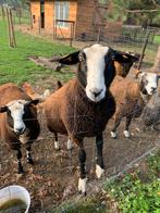 Zwartbles ooi, Dieren en Toebehoren
