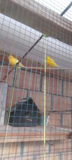2 gele kanaries te koop, Animaux & Accessoires, Oiseaux | Canaris
