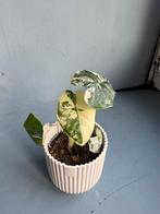 Alocasia Frydek Variegata p6, Huis en Inrichting, Overige soorten, In pot, Minder dan 100 cm, Groene kamerplant