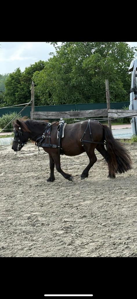 Nieuw compleet mentuig, Dieren en Toebehoren, Paarden en Pony's | Hoofdstellen en Tuigage, Nieuw, Ophalen of Verzenden