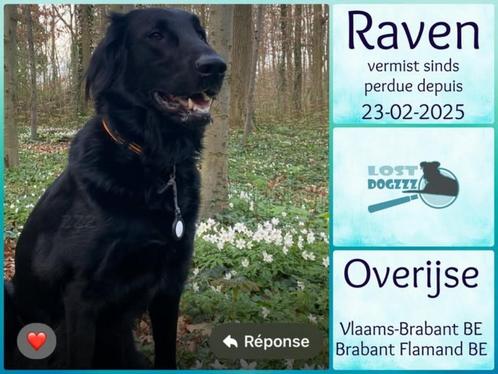 Chien Perdu, Dieren en Toebehoren, Vermiste en Gevonden Dieren, Hond