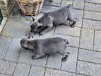 Franse bulldog puppy's, Dieren en Toebehoren, Honden | Bulldogs, Pinschers en Molossers, België, CDV (hondenziekte), 8 tot 15 weken
