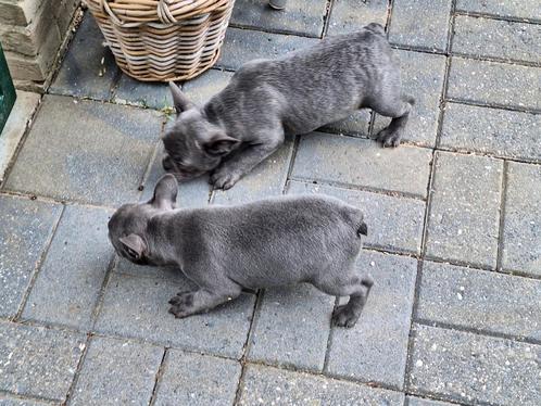 Franse bulldog puppy's, Dieren en Toebehoren, Honden | Bulldogs, Pinschers en Molossers, Bulldog, Fokker | Professioneel, Meerdere