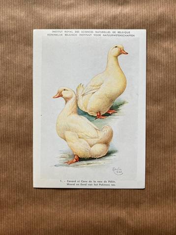 Eenden en Ganzen Kweekrassen - Reeks 1, Enlèvement ou Envoi, Non affranchie, Oiseaux