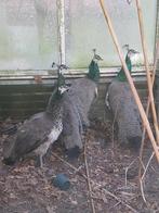 Pauwen te koop, Dieren en Toebehoren