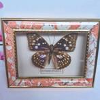 🦋 Empereur Butterfly 🦋, Collections, Collections Animaux, Enlèvement ou Envoi, Comme neuf, Autres, Animal empaillé